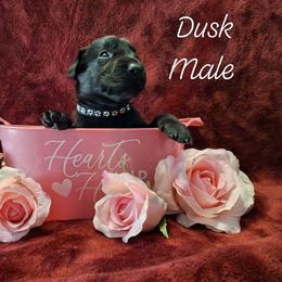 Dusk - Black male Labrador Retriever puppy in Bemidji, Minnesota from Northern Star Elite Quality Labrador Retrievers