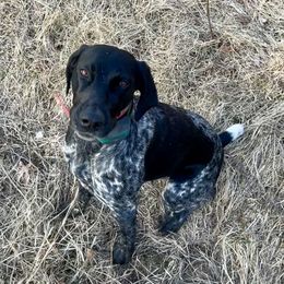 German Shorthaired Pointers from Spotted Lane Farm