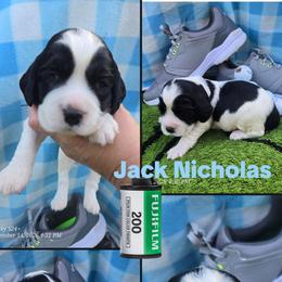 Jack Nicklaus - White and black male English Springer Spaniel puppy in Saginaw, Michigan from Kemerer Springers