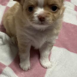 Chihuahua Puppies from Home Grown Chihuahuas From Iowa
