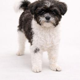 Joy - Shih Tzu