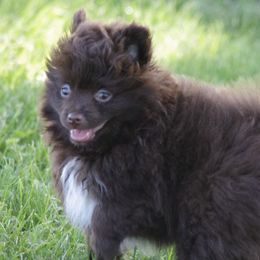 Miniature Australian Shepherds and Pomeranians from White Oak Aussies