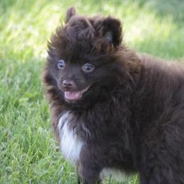 Miniature Australian Shepherds and Pomeranians from White Oak Aussies