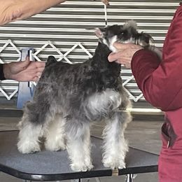 Miss Mae - Miniature Schnauzer