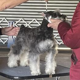 Miss Mae - Miniature Schnauzer