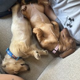 Dachshund Puppies from Spunky Sausage Pups