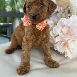 Nick - Red  male Poodle puppy in Cape Coral, Florida from Ruby the poodle