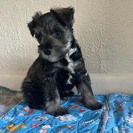 Max - Salt and pepper male Miniature Schnauzer puppy in Anthony, Florida from Amanda Tragash