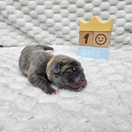 Yellow collar - Gray brindle male Cane Corso puppy in Fritch, Texas from Carrie Brown's Cane Corsos