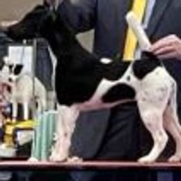 Pepper - Smooth Fox Terrier