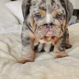 Bulldog Puppies from Gavier’s Classy Bulldogs