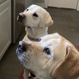 Labrador Retrievers from Labradors of Sunset Valley