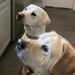 Labrador Retrievers from Labradors of Sunset Valley