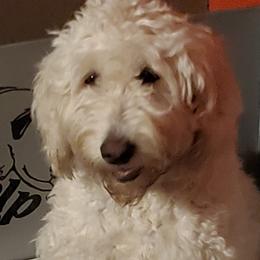 Epic - Labradoodle