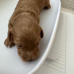 Goldendoodle Puppies from Miss Cindy’s Doodles