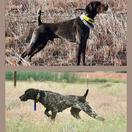 German Shorthaired Pointer puppies from Mull Valley GSP
