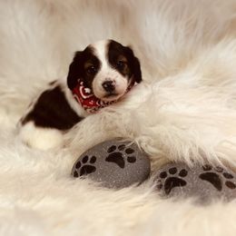 Dachshund Puppies from The Gentle Kennels