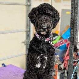 Oscar - Black male Goldendoodle puppy in Olympia, Washington from Sinclairdoodles