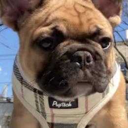 French Bulldogs from Cornerstone Frenchies