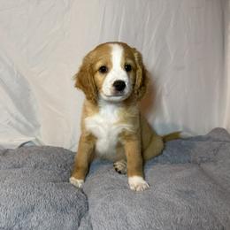 Tip - male Australian Mountain Doodle puppy in Melba, Idaho from Sleepy Hollow Mountain Doodles