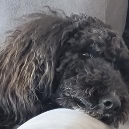Harvey - Poodle