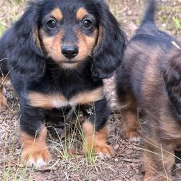 Bridget - Black and tan female Dachshund puppy in Lancaster, South Carolina from Oakview Kennels