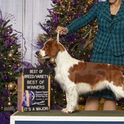 Welsh Springer Spaniels from Xanadu