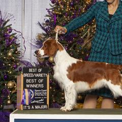 Welsh Springer Spaniels from Xanadu