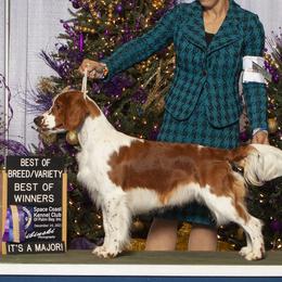 Welsh Springer Spaniels from Xanadu
