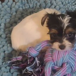 Poodle, Shih Tzu, and Yorkshire Terrier Puppies from Adorable Puppy Paws