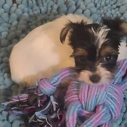 Poodle, Shih Tzu, and Yorkshire Terrier Puppies from Adorable Puppy Paws