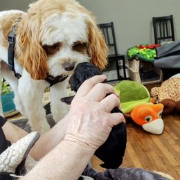 Cavapoo Puppies from California Doodles (central coast)