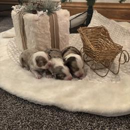 Miniature Australian Shepherd Puppies from Mid-Plains Mini Aussies