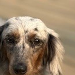 Sage - Dachshund