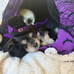 Poppy - Black and tan female Morkie puppy in Lawrenceville, Georgia from Georgias Finest Puppies