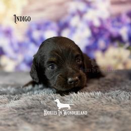Indigo - Black and tan male Dachshund puppy in Rainier, Oregon from Doxies in Wonderland