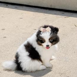 Dotty - White female Pomeranian puppy in Green Cove Springs, Florida from Natasha's Ark of Joy