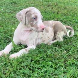 Black collar female - Blue merle female Catahoula Leopard Dog puppy in Gadsden, Alabama from Rich Cat’s