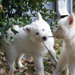 Siberian Husky Puppies from Dreamers Mile