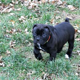 Olde English Bulldogge Puppies from ABK BULLDOGGES
