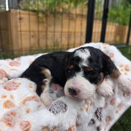 Lucas - Tri-color male Bernedoodle puppy in Blackfoot, Idaho from Draper Mountain Doodles