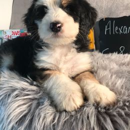 Bernedoodle and Goldendoodle Puppies from Camp Doodle Woods