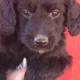 Aussiedoodles, Australian Shepherds, Cavapoos, and Poodles from Udy Puppies