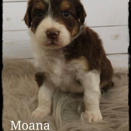 Moana - Brown and white female Aussiedoodle puppy in Farley, Iowa from Iowa's Doodle Co.