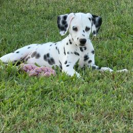 Trixie - White and black female Dalmatian puppy in Mt. Vernon, Texas from Double B