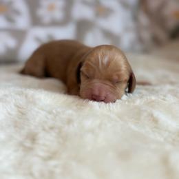Maverick - Red male Dachshund puppy in Morristown, Tennessee from Hillside Hounds