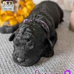 Purple Girl - Black female Goldendoodle puppy in Rockledge, Florida from Stormie's Doodles