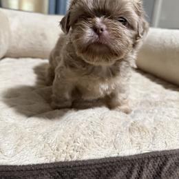 Cookie - Liver female Shih Tzu puppy in Kc, Missouri from Snookums Shih Tzu
