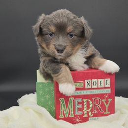 Leonard (Rumble) - Blue male Pembroke Welsh Corgi puppy in Dickeyville, Wisconsin from J&R Shepherds & Corgis