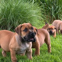 HOLO - Red female Boerboel puppy in Pennsylvania from Cold River Boerboels